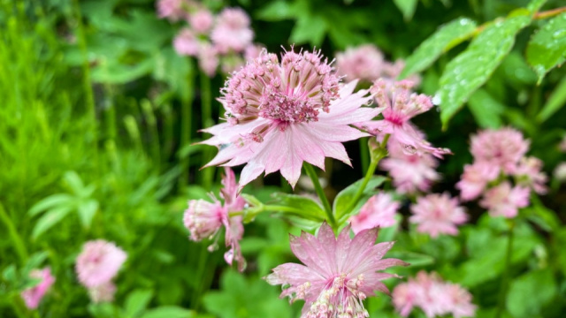 RHS Garden Harlow Carr