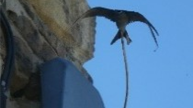 Scaling the thermals
