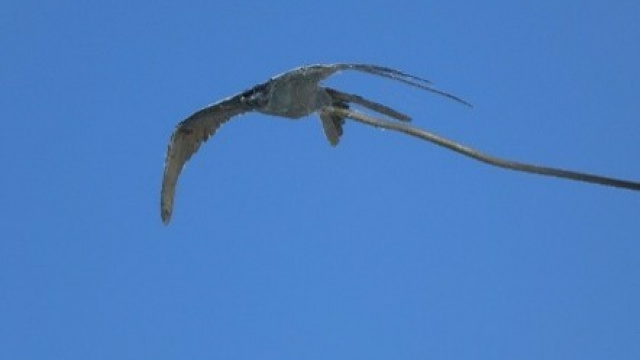 Taking flight